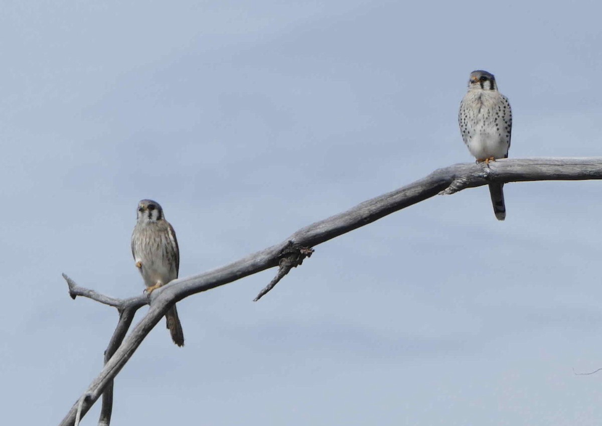 American Kestrel - ML609674269