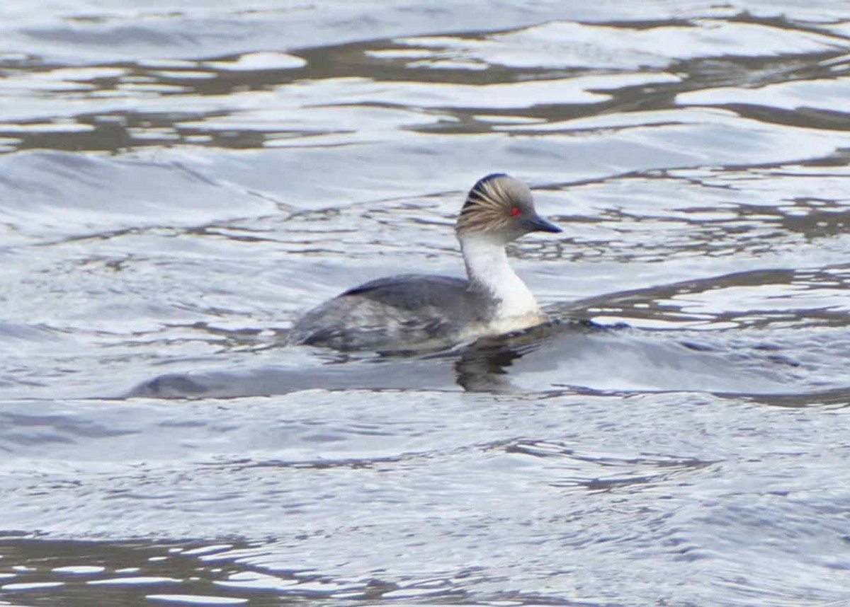 Silvery Grebe - Jacques Brisson