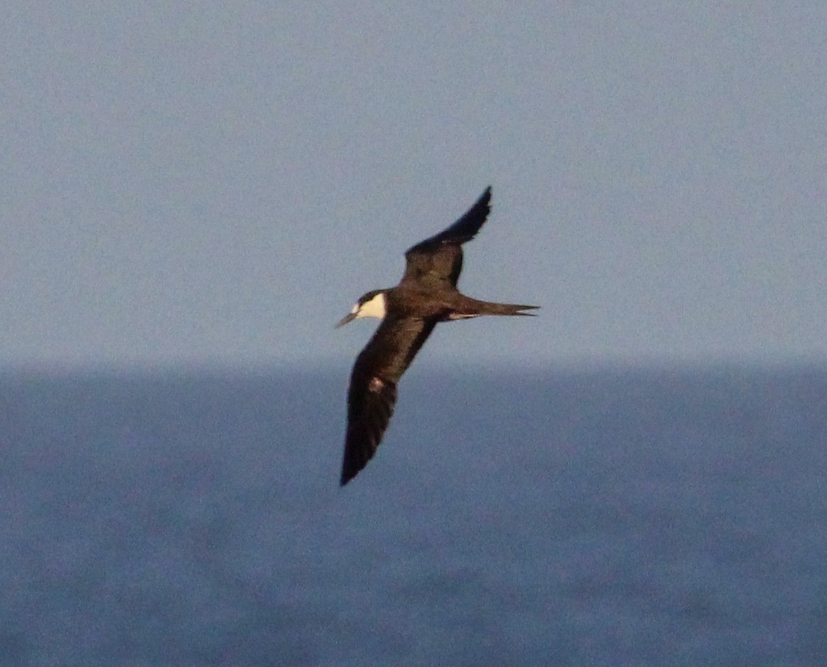 Sooty Tern - ML609674370