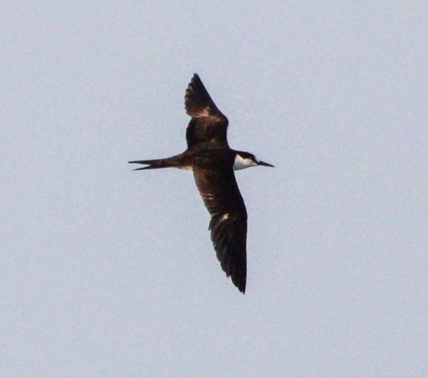 Sooty Tern - Jeffrey McCrary