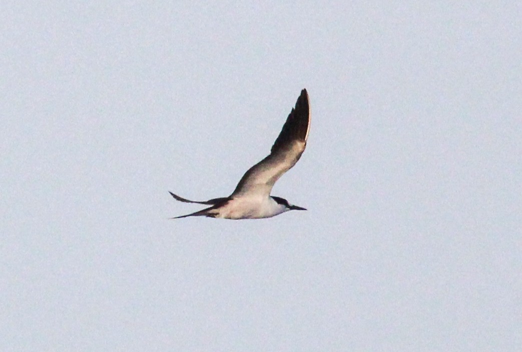 Sooty Tern - Jeffrey McCrary