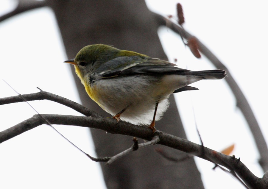 Northern Parula - ML609674497