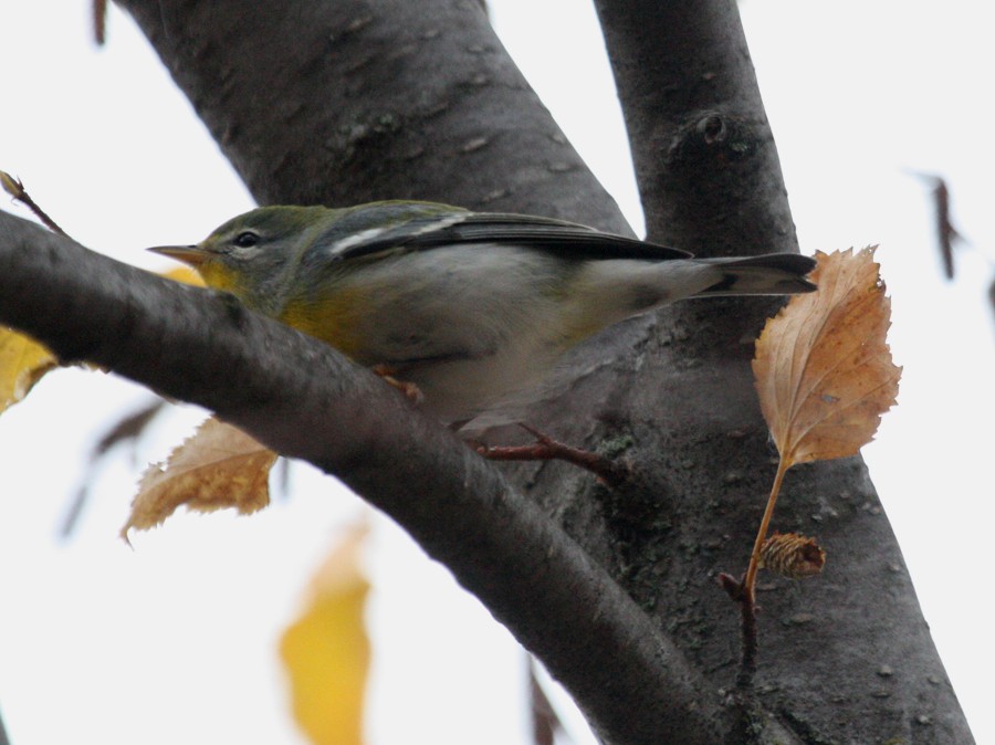 Northern Parula - ML609674498