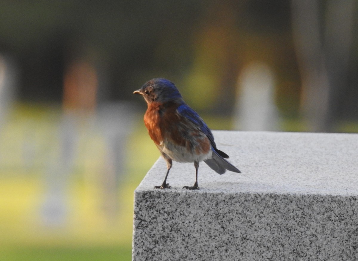 Eastern Bluebird - Chris Davis