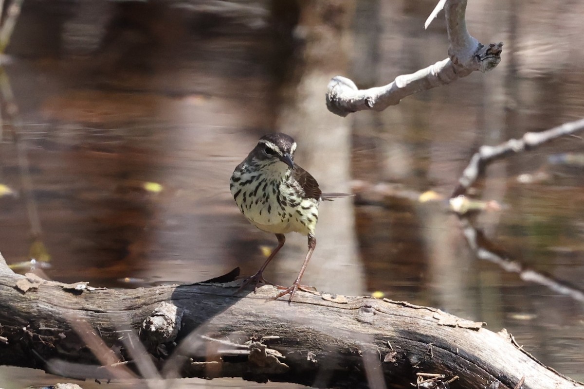 Northern Waterthrush - ML609674611