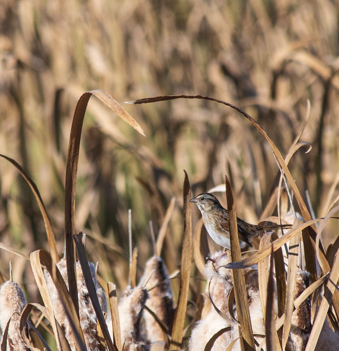 Swamp Sparrow - ML609674615