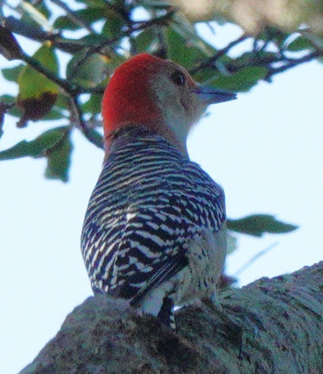 Red-bellied Woodpecker - ML609674644