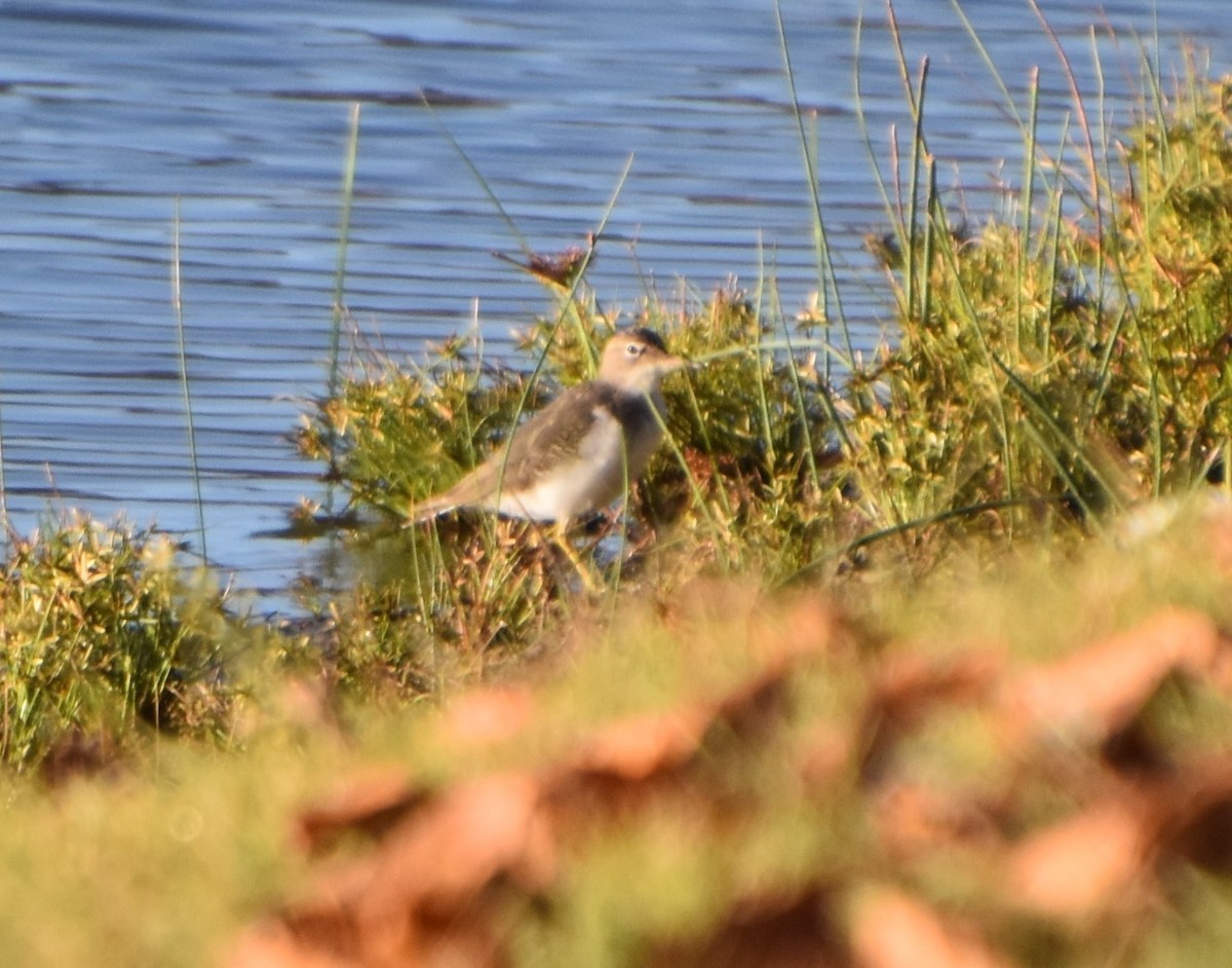 Spotted Sandpiper - Brad Jackson