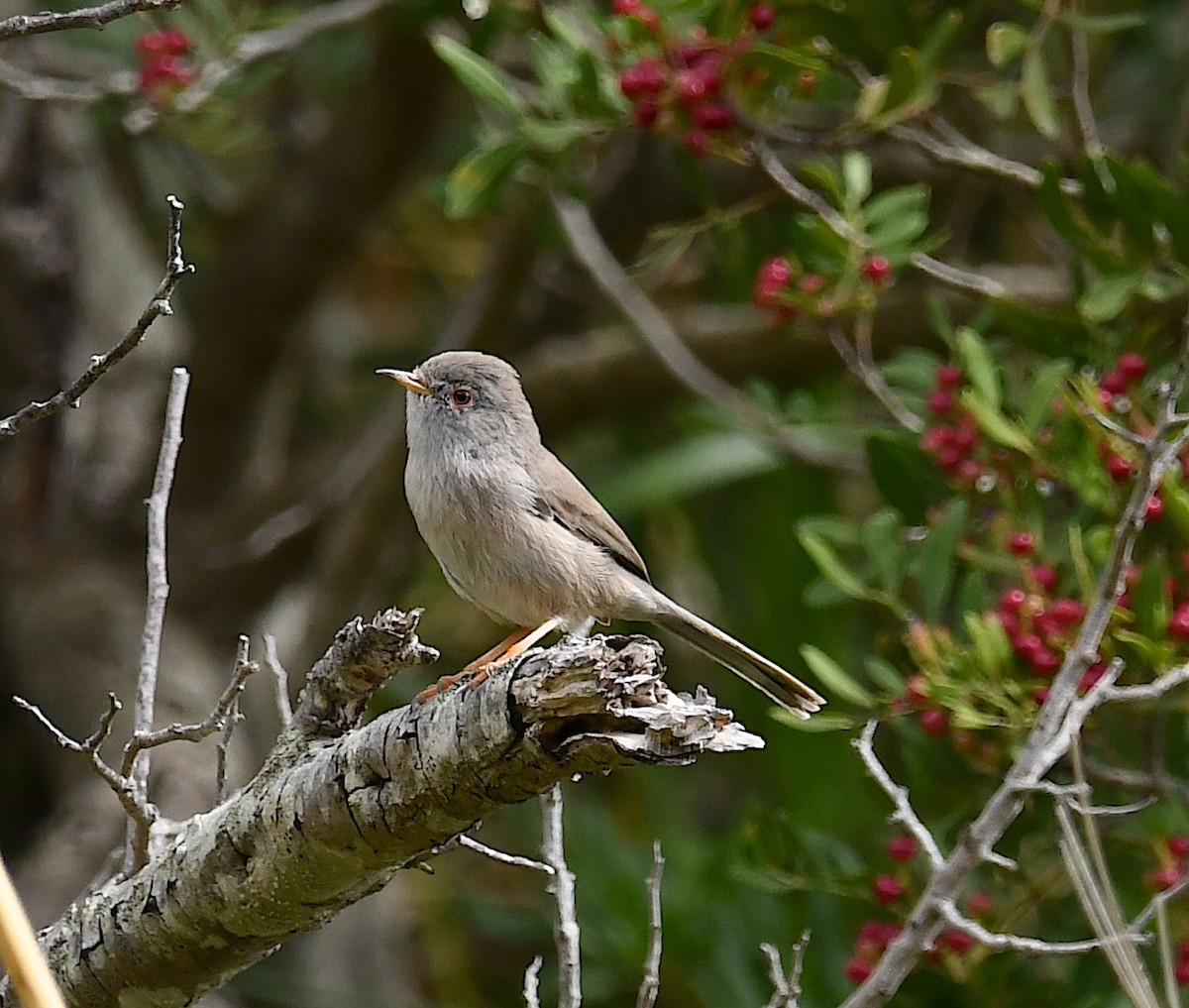 Balearic Warbler - ML609674737