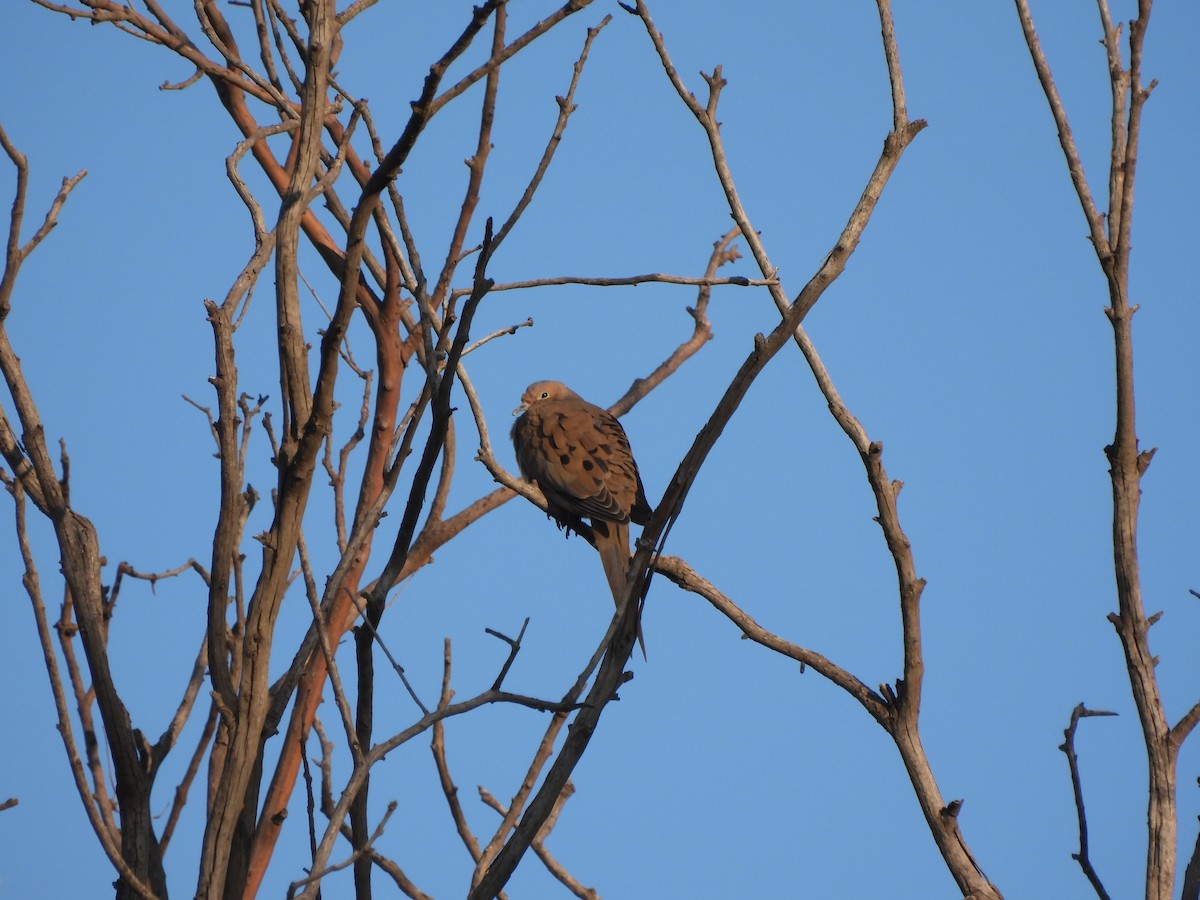 Mourning Dove - ML609674942