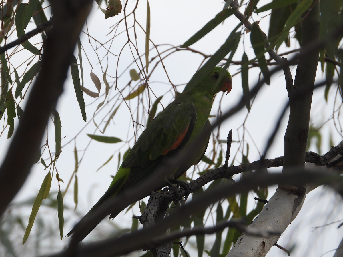Red-winged Parrot - ML609675156