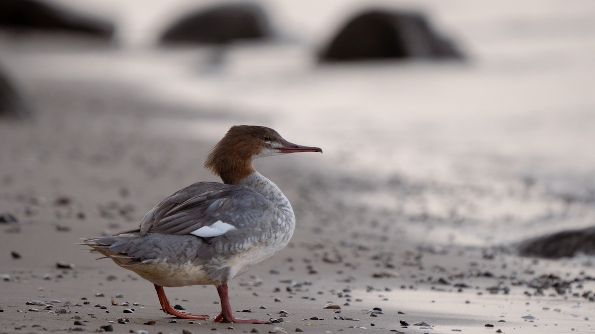 Smergo maggiore (merganser/orientalis) - ML609675174