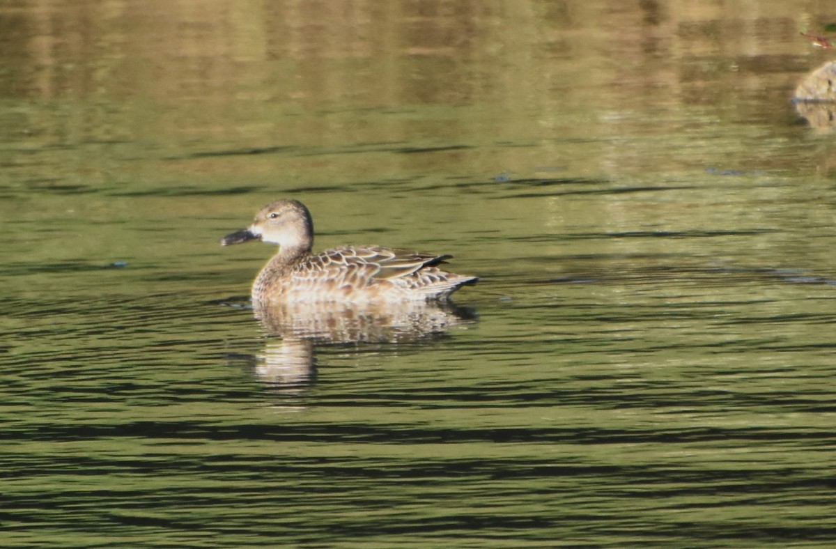 Blue-winged Teal - Brad Jackson