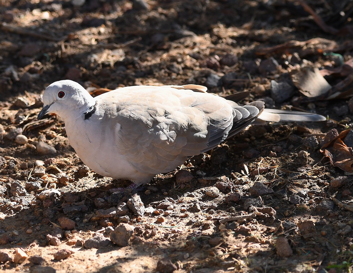 Eurasian Collared-Dove - ML609675249