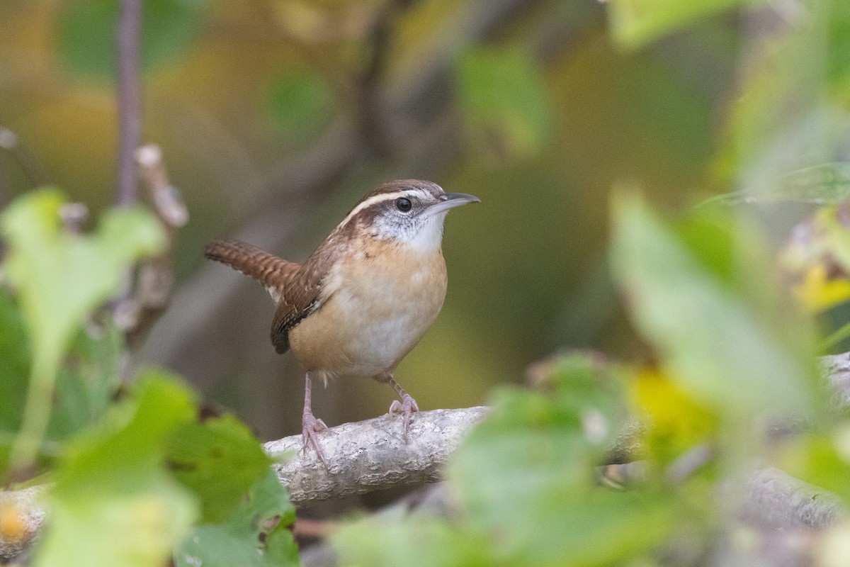 Carolina Wren (Northern) - Alan Kneidel