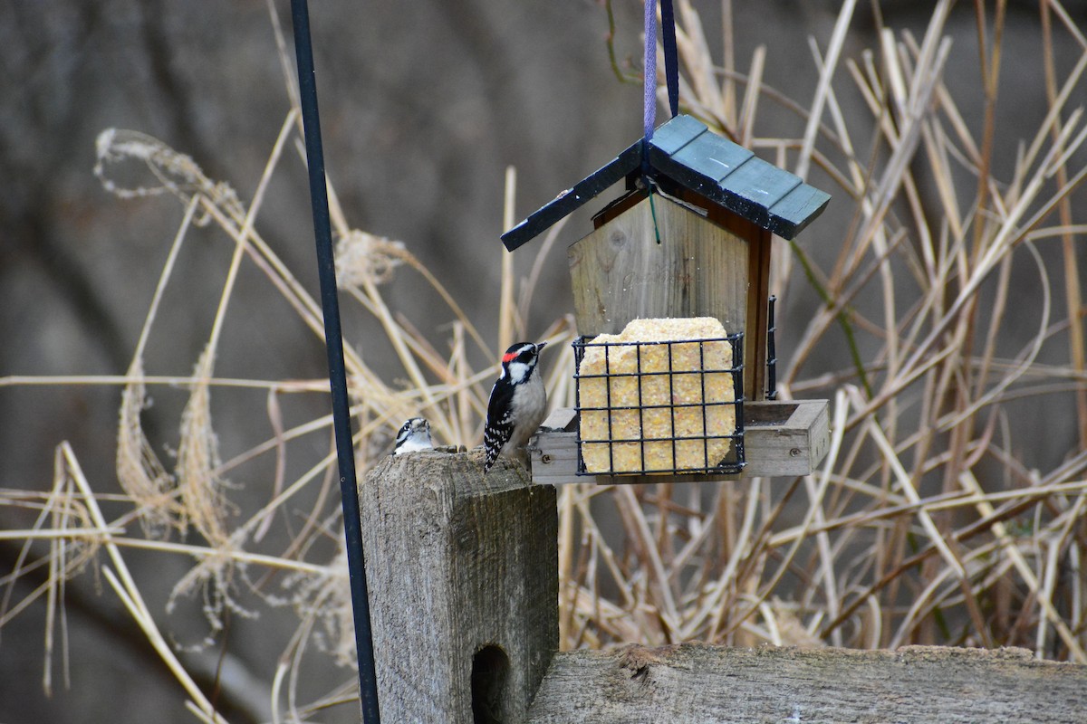 Downy Woodpecker - ML609675331