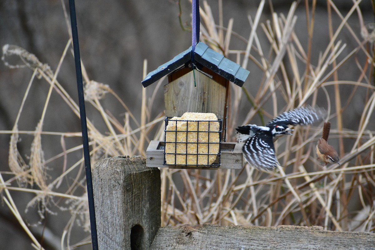 Downy Woodpecker - ML609675332