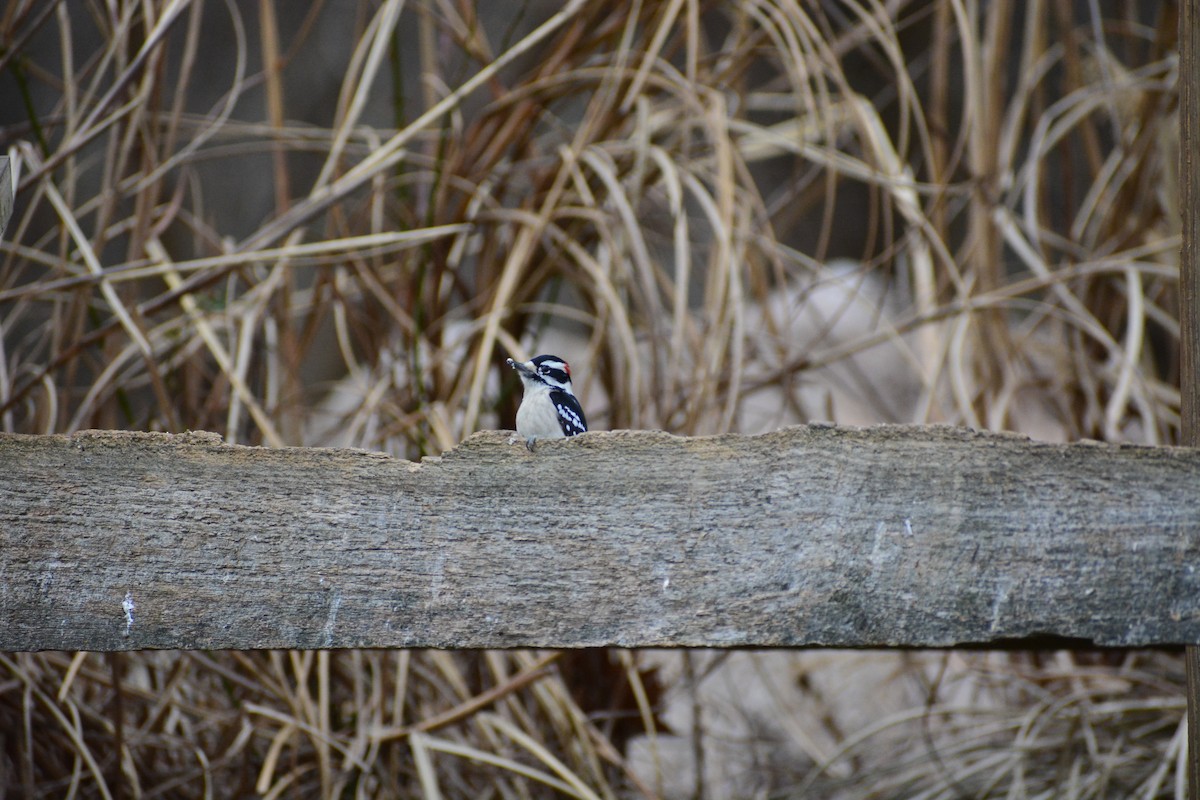 Downy Woodpecker - ML609675333