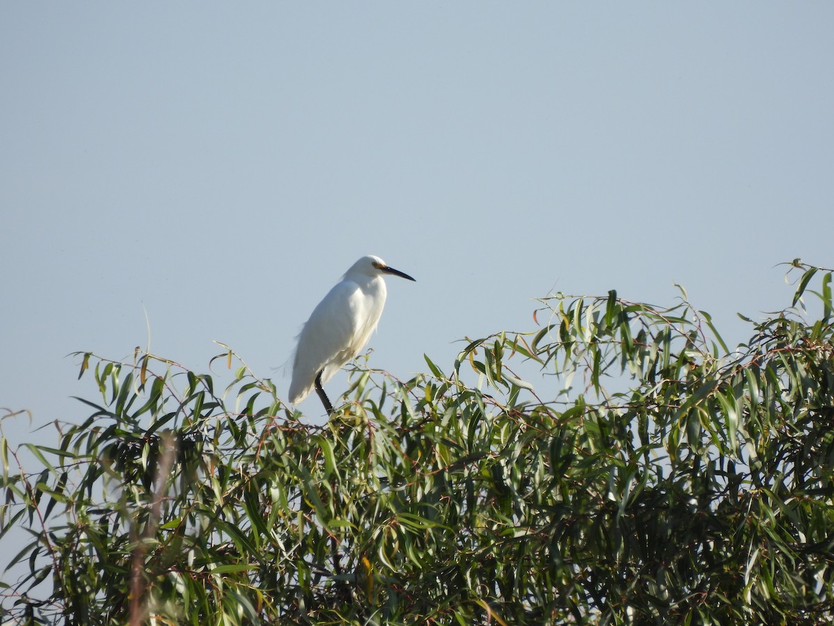 Snowy Egret - ML609675391