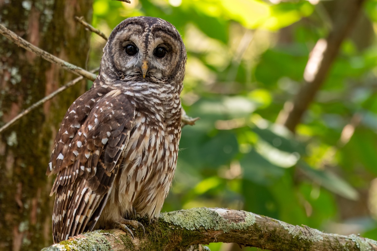 Barred Owl - ML609675425