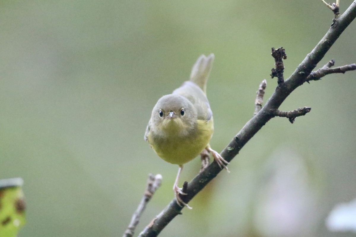 Mourning Warbler - ML609675433