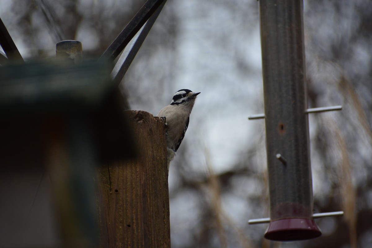 Downy Woodpecker - ML609675468