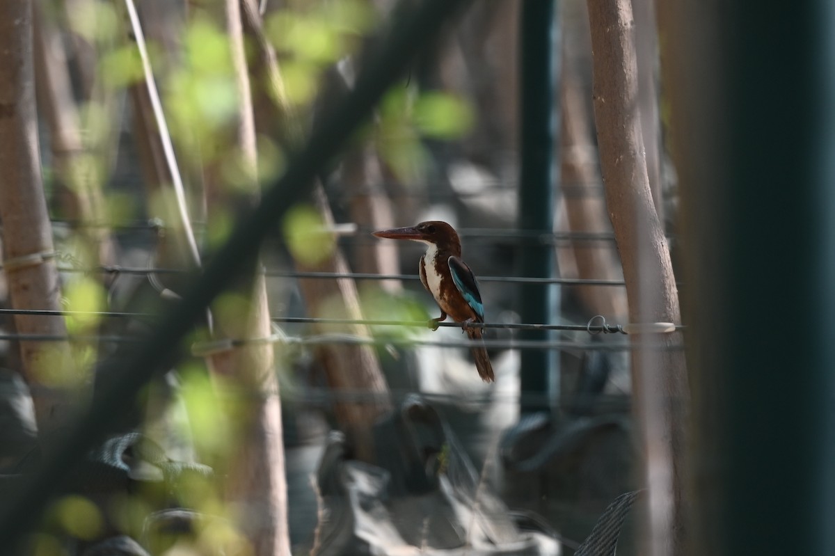 蒼翡翠 - ML609675492