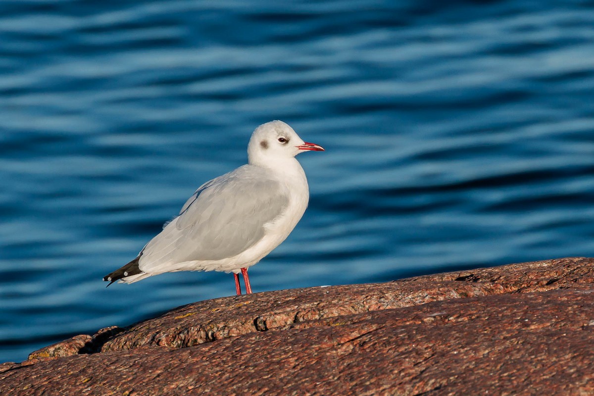 Black-headed Gull - ML609675547