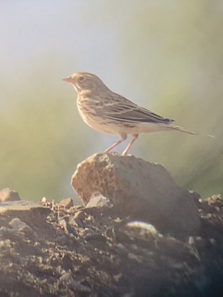 Vesper Sparrow - ML609675554