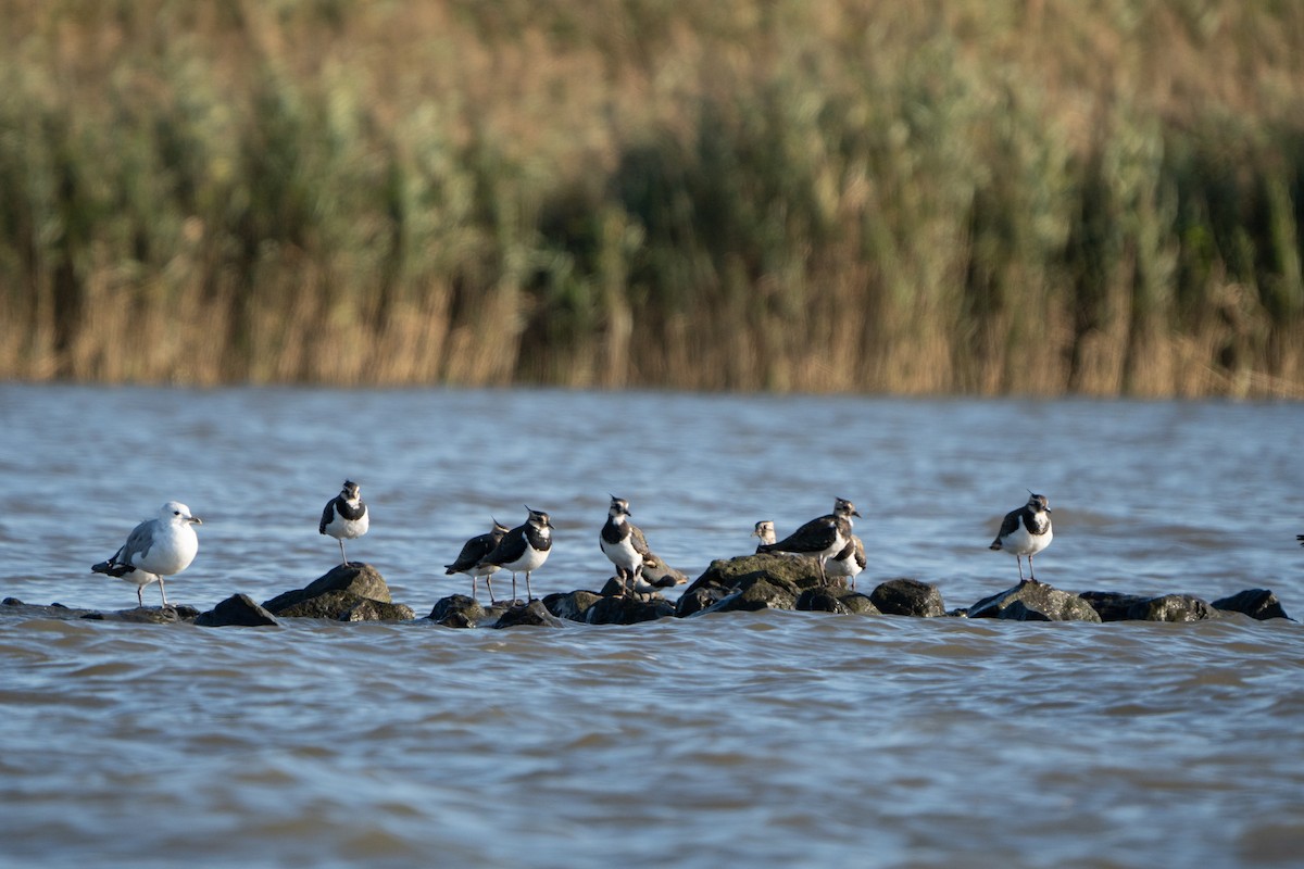 Northern Lapwing - Lucas Montag