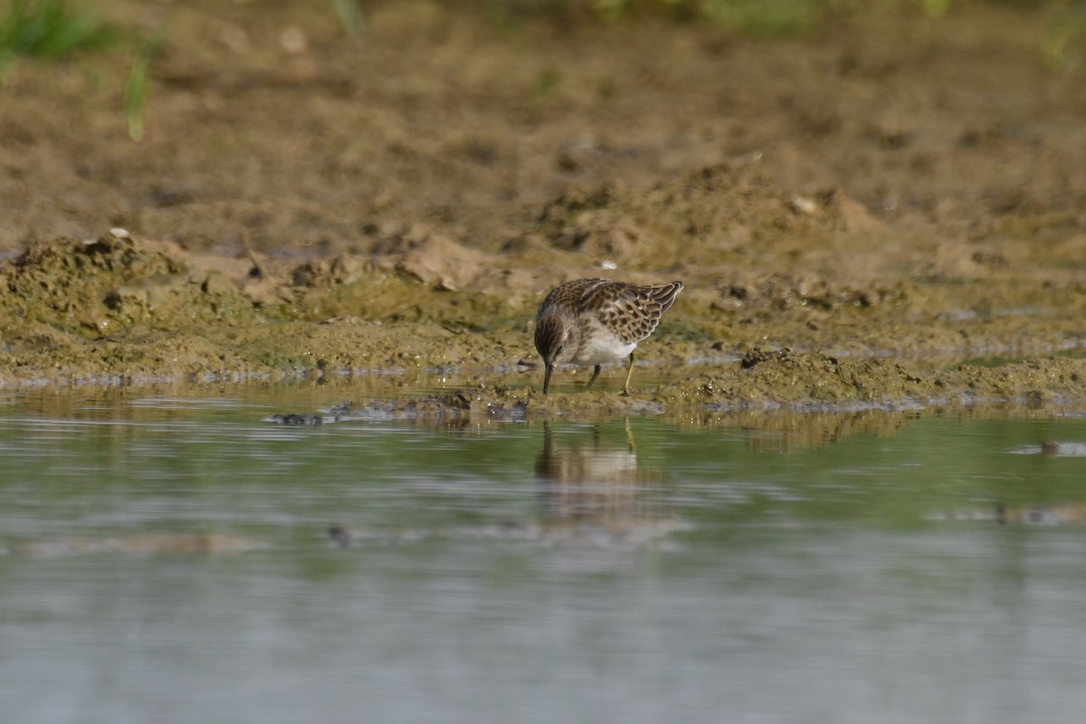 Least Sandpiper - Kazumi Ohira