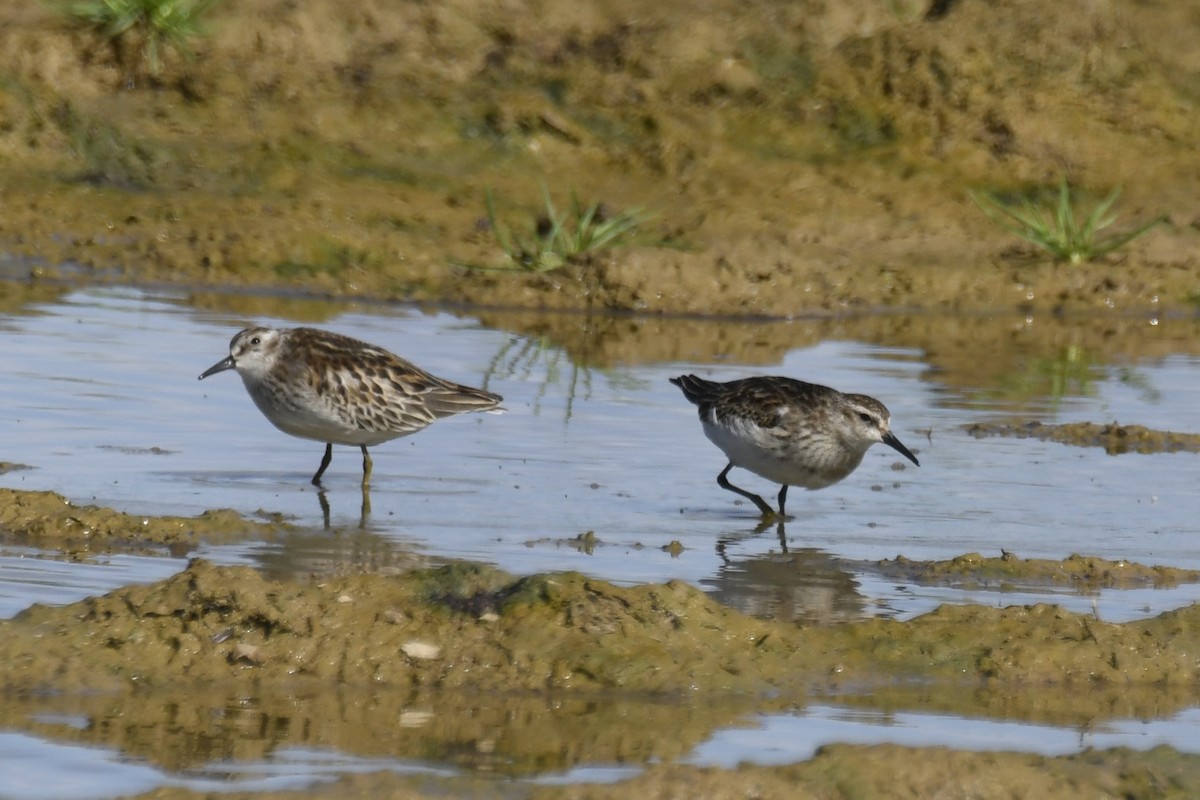 Least Sandpiper - ML609675677