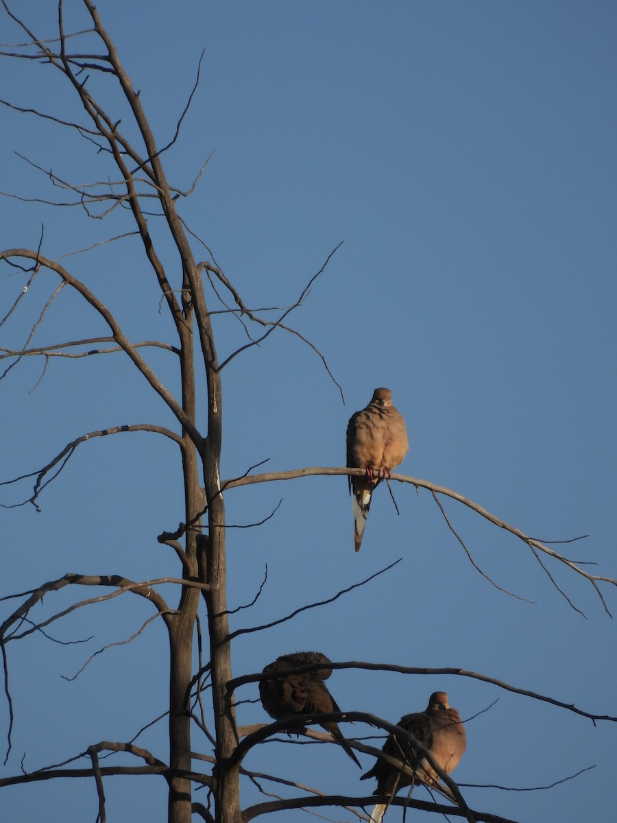 Mourning Dove - ML609675679