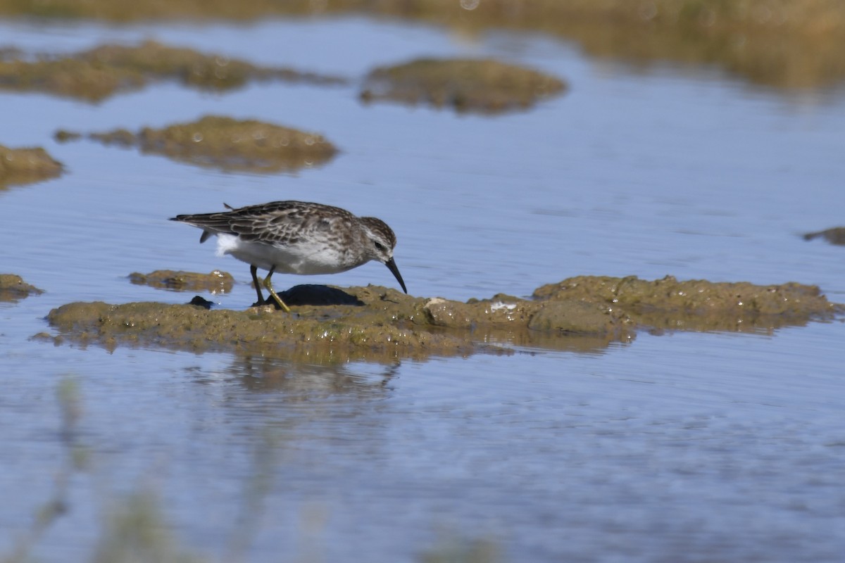 Least Sandpiper - ML609675682