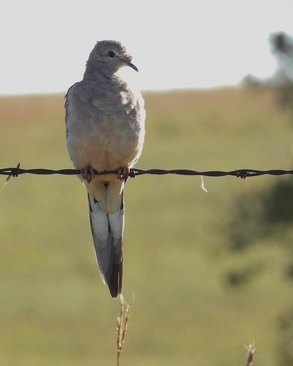 Mourning Dove - ML609675695