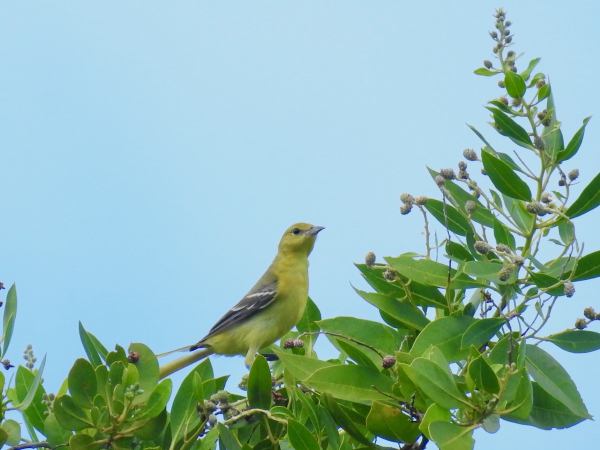 Orchard Oriole - ML609675853