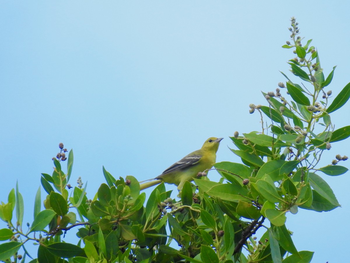 Orchard Oriole - ML609675857