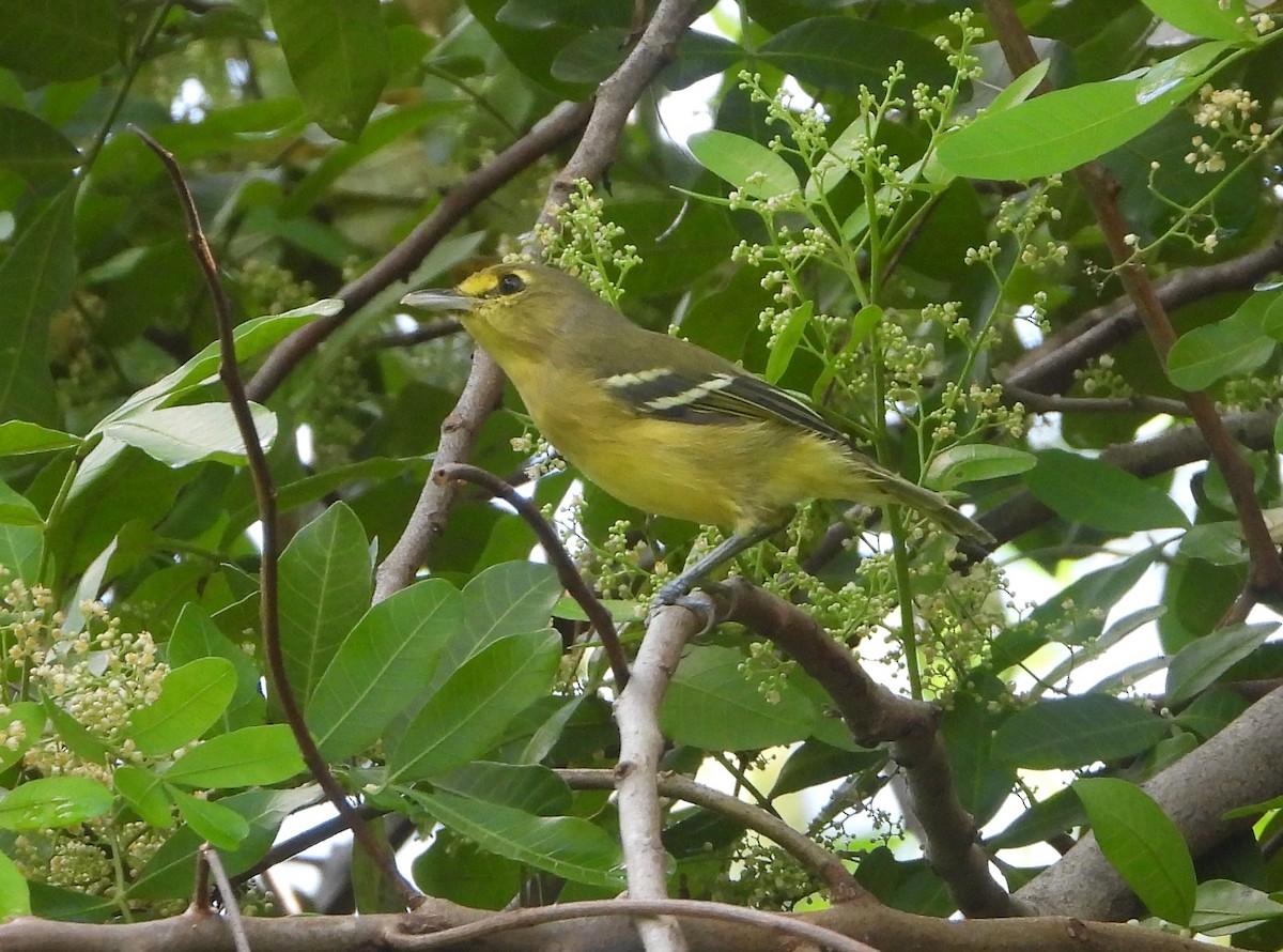 Thick-billed Vireo - ML609675901
