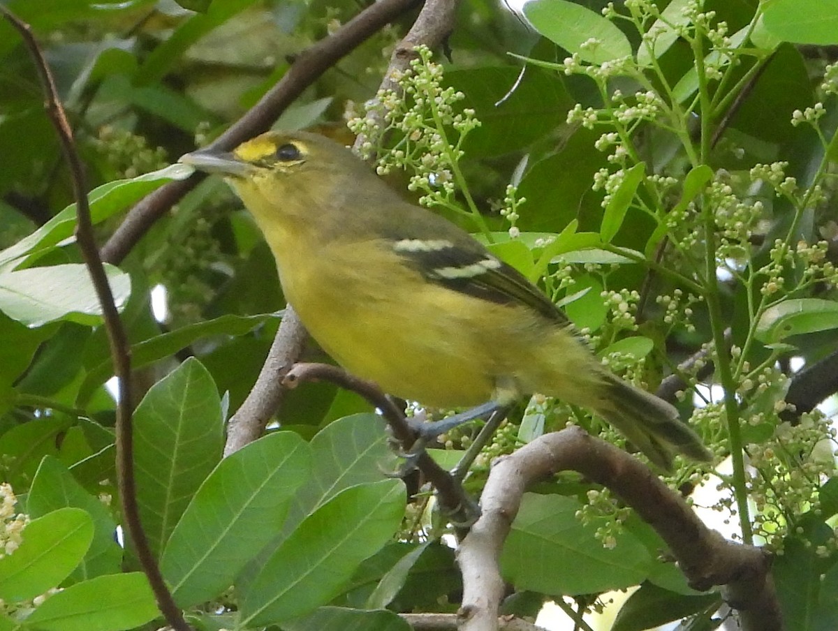 Thick-billed Vireo - ML609675902