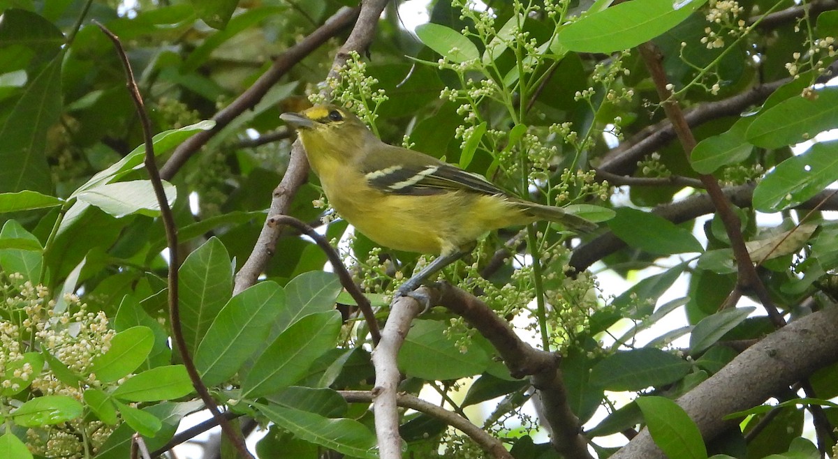 Thick-billed Vireo - ML609675903