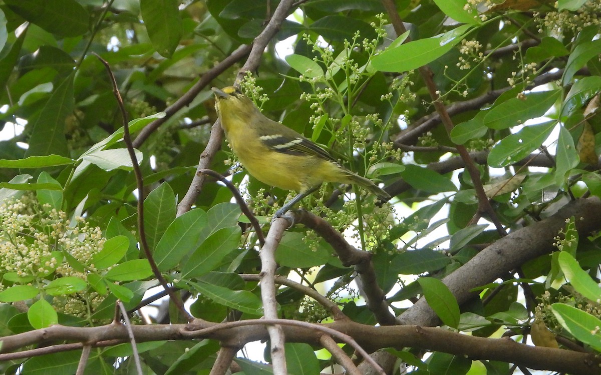 Thick-billed Vireo - ML609675904