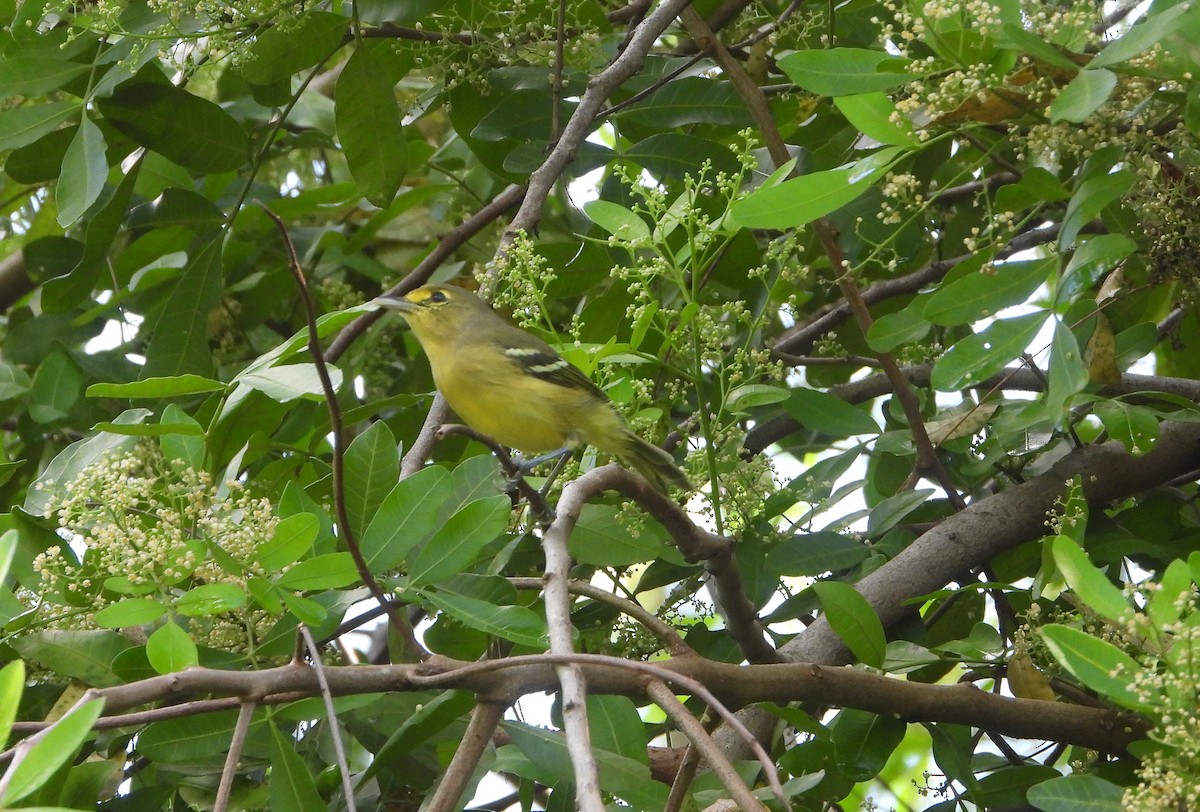 Thick-billed Vireo - ML609675905