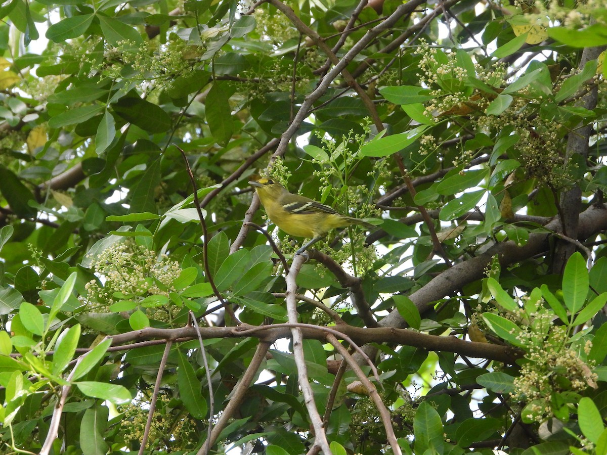Thick-billed Vireo - ML609675908