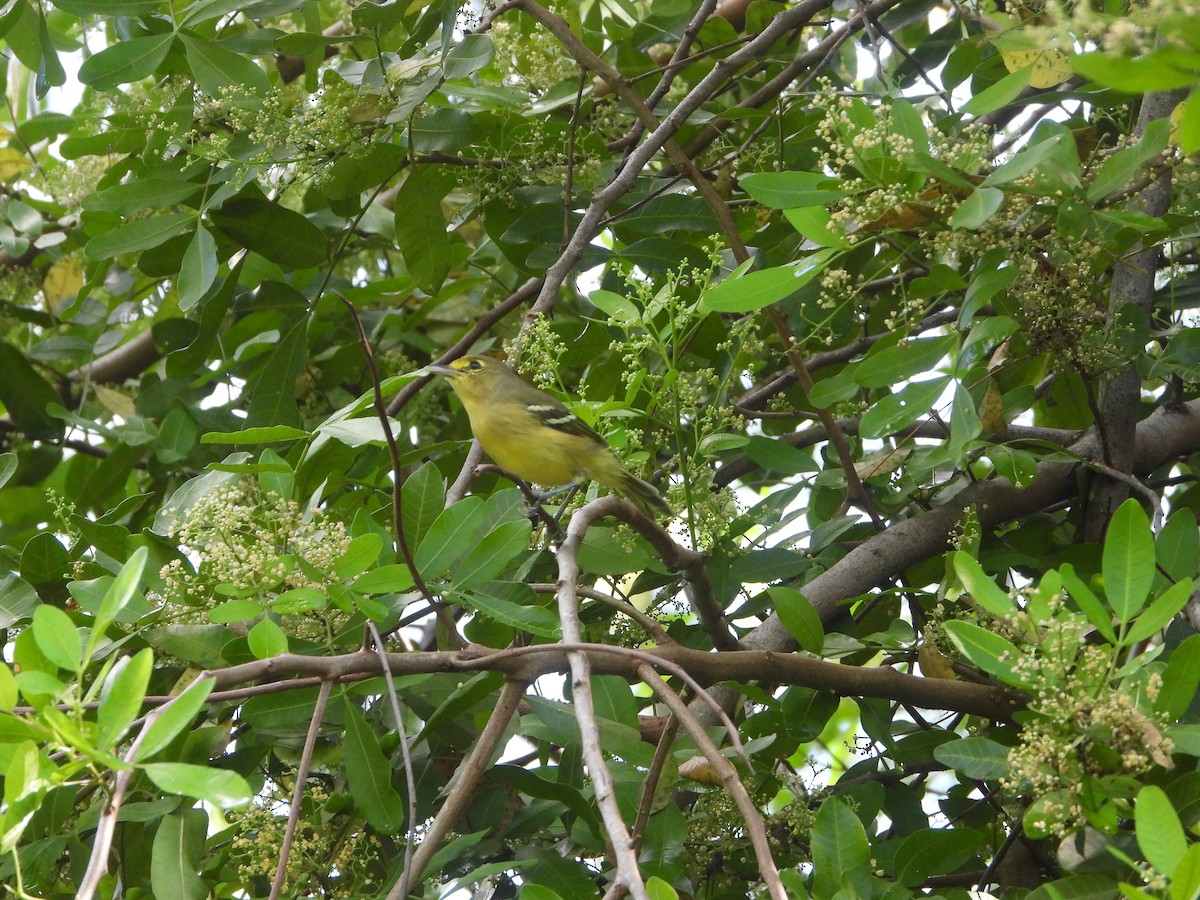 Thick-billed Vireo - ML609675909