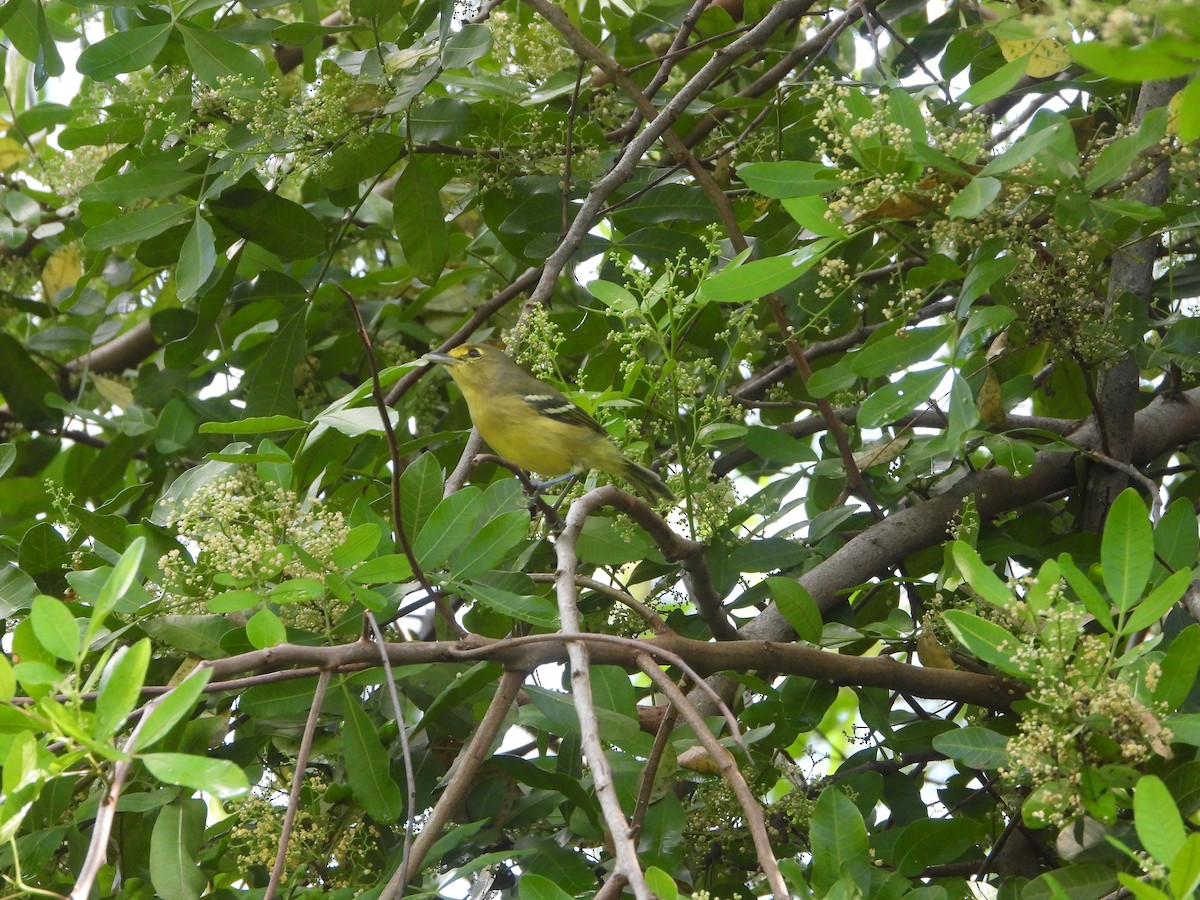 Thick-billed Vireo - ML609675910