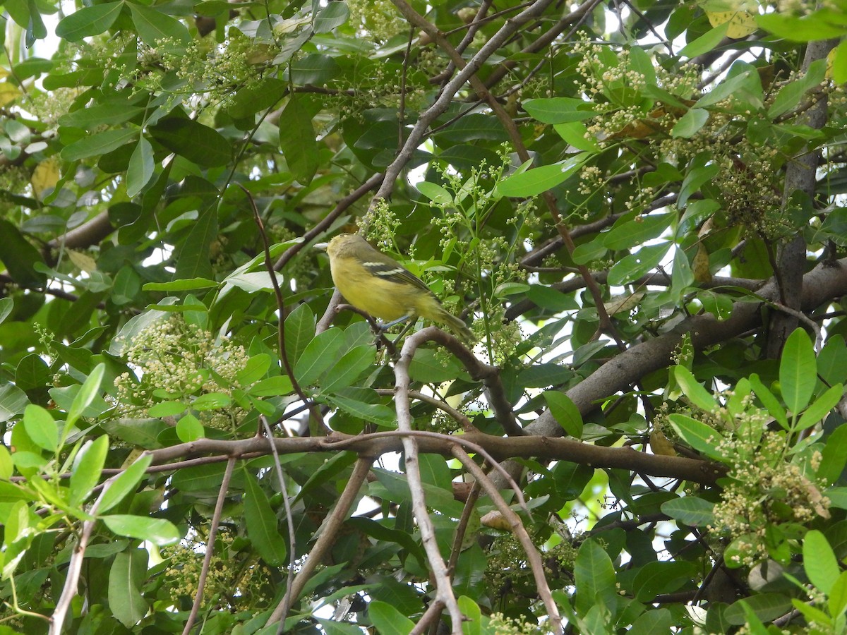 Thick-billed Vireo - ML609675911