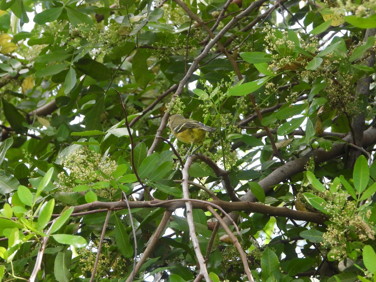 Thick-billed Vireo - ML609675912