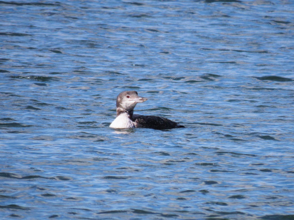 Common Loon - ML609676003