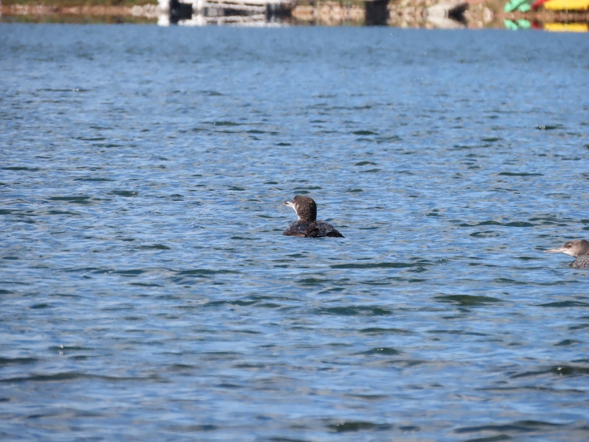 Common Loon - ML609676004