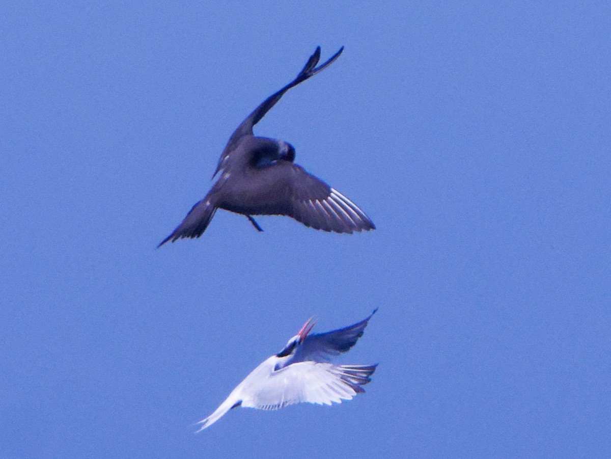 Parasitic Jaeger - ML609676020